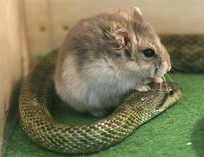 К чему снится хомяк К чему снится хомяк