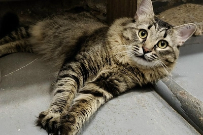 Самарский кот Жирафик ищет дом