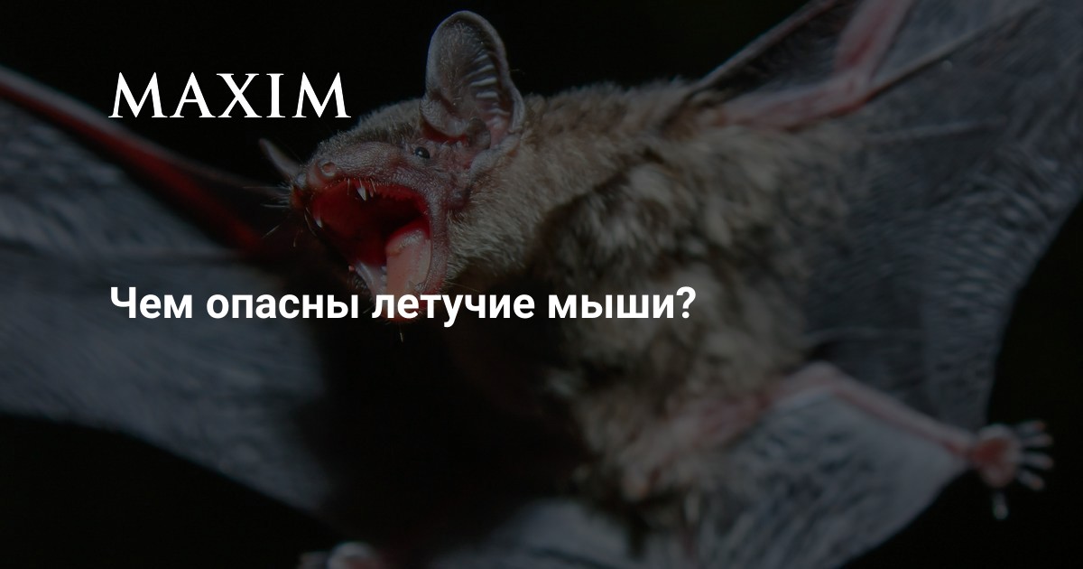 Чем опасны летучие мыши? | MAXIM