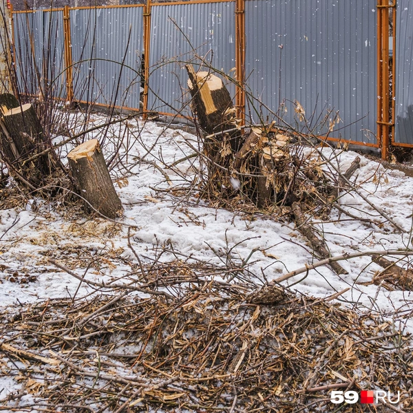 Для расчистки территории пришлось вырубить деревья и кустарники | Источник: Тимофей Калмаков / 59.RU