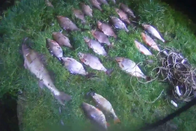 Criminal case opened against Aleksin fishermen for poaching