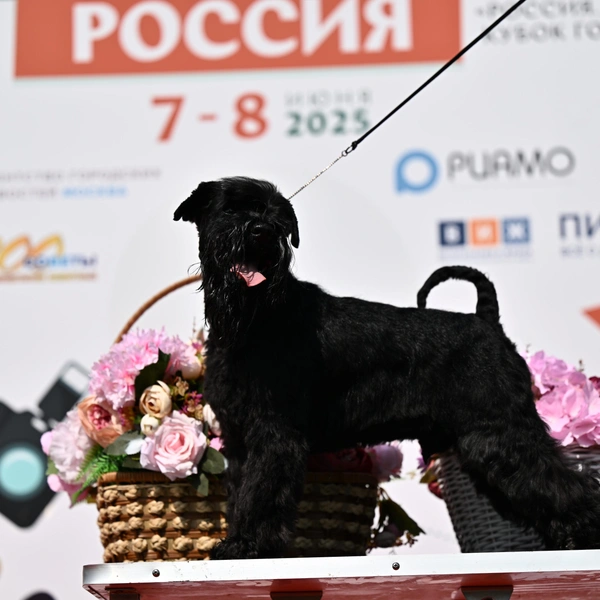 Источник: РКФ
