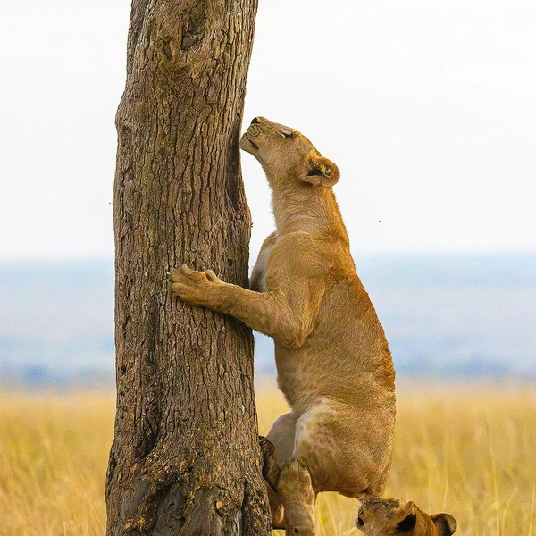 «Ну-ка, подсади меня!» | Источник: Bhargava Srivari / Nikon Comedy Wildlife Awards 2025