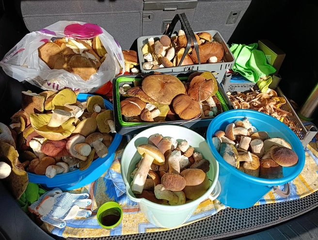 Грибы после сортировки | Источник: Группа VK «Грибы и грибники Рязани».