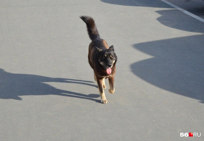 В Оренбурге отменили режим экстраординарной ситуации из-за бродячих собак | Источник: Анастасия Баринова / 56.RU