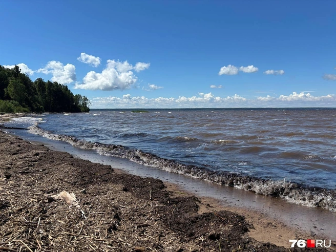 Вода в Рыбинском водохранилище почернела | Источник: Анастасия Вязигина / 76.RU