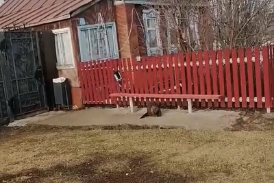 Заблудившегося бобра в Алексеевском районе вернули в дикую природу