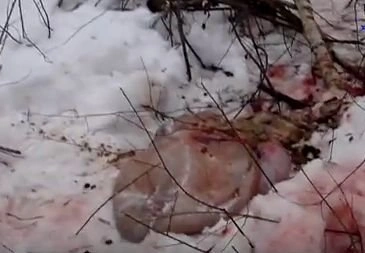 Рязанский браконьер убил лося в лесу под Клепиками | ya62.ru