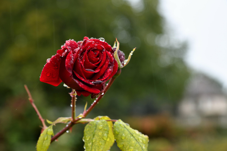 Как подготовить розы к зиме: пошаговая инструкция
