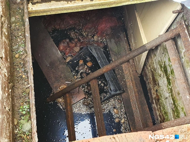 Погреб рядом с домом постоянно заполнен жидкостью. Корнеплоды, очевидно, уже не спасти. | Источник: Полина Чернядьева / NGS42.RU