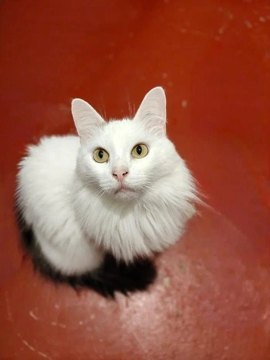 Только посмотрите на это чудо природы!  | Источник: Котейня «ЧуКОТка» | котокафе Самара 