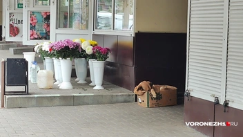 Источник: Татьяна ТЕЛЬПИС / Voronezh1.ru
