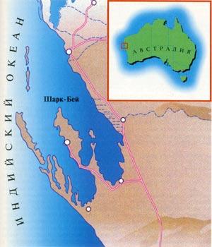 Баловни Акульей бухты: кто обитает в знаменитом заливе у берегов Австралии