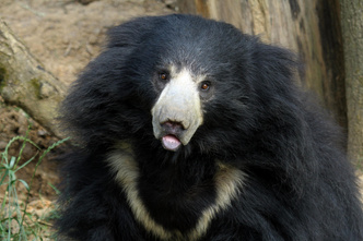 Соло на губе: как живет самый странный представитель семейства медвежьих