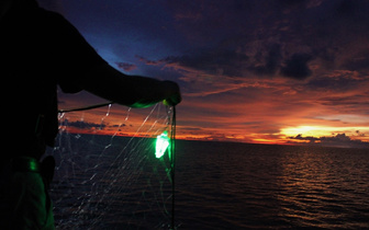 Лайфхак рыболовов помог сохранить жизнь морским животным