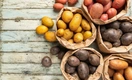 Агроном Шубина дала подробную инструкцию, как и когда сажать картофель для богатого урожая