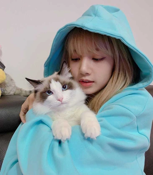 Cat lover: у Лисы из BLACKPINK появился пятый котик 😺