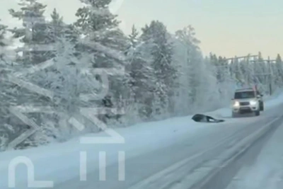 В Мурманской области водитель сбил лося и скрылся