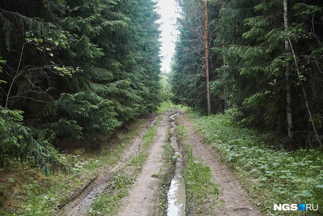 Ребенок ходил по лесу несколько часов | Источник: Александр Ощепков / NGS.RU