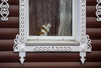 Ветеринарные услуги в Нижнем Новгороде подорожают в 2026