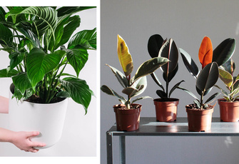 10 комнатных растений, которые очищают воздух