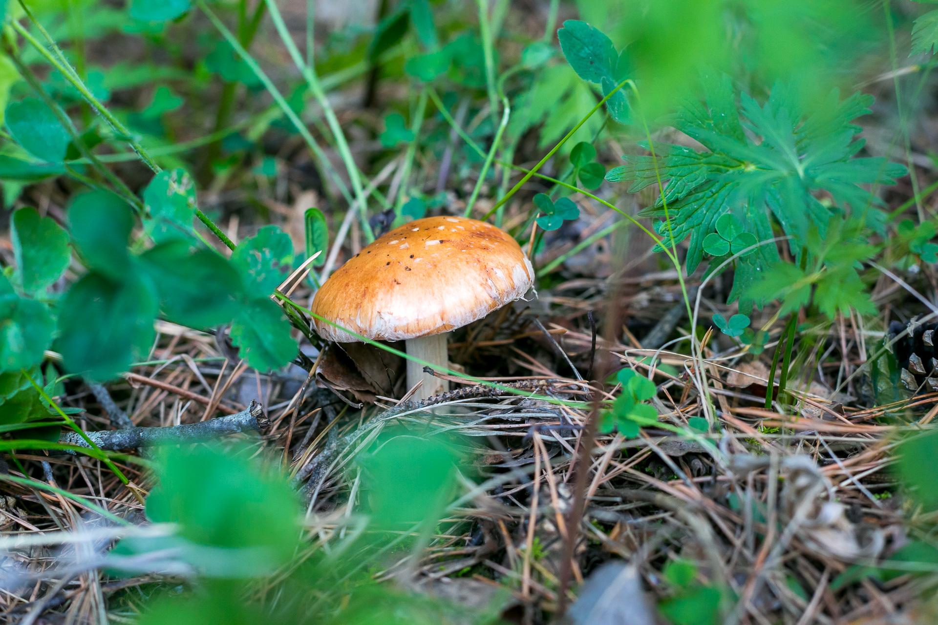 Группы грибы погибают