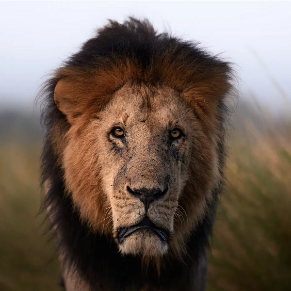 Источник: Randall Ball / The Artist Gallery Awards&nbsp;— Wildlife 2024