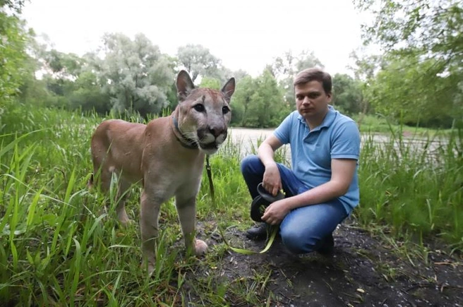 Геркулеса забрали у Сергея Татаринцева. Пума в зоопарке | Источник: Кирилл Журавок / газета Западного округа города Москвы 