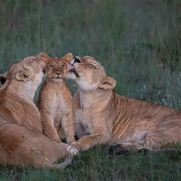 Источник: Wildlife Photographer of the Year