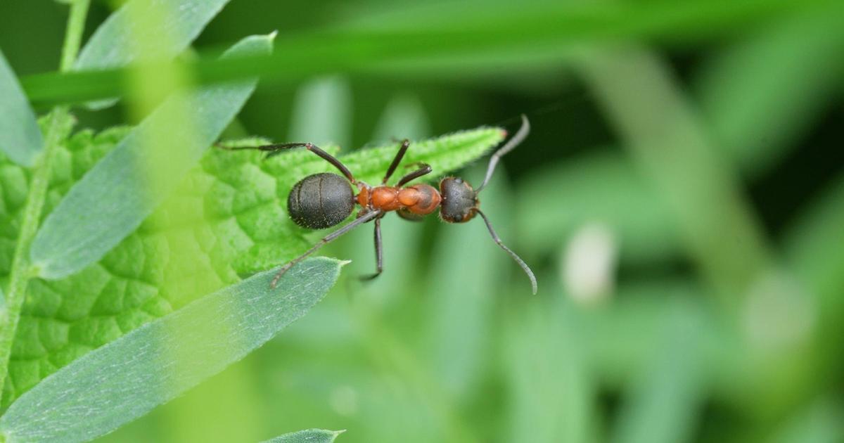 A harsh world: queen ants eat sick babies for newborns