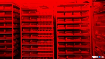 Чтобы считать и отбирать шмелей, необходимо использовать красный свет: он «ослепляет» насекомых, и они не разлетаются | Источник: Антон Дигаев / NGS.RU