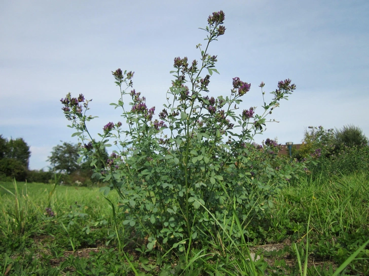 Люцерна посевная (Medicago sativa). | Источник: wikipedia.org