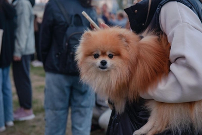 Spitz Dies After Grooming Session in Surgut Salon