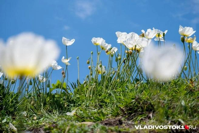Осадки прекратятся в ночь на четверг | Источник: Елена Буйвол / VLADIVOSTOK1.RU