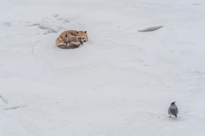 Случаи бешенства среди животных удвоились в Алтайском крае