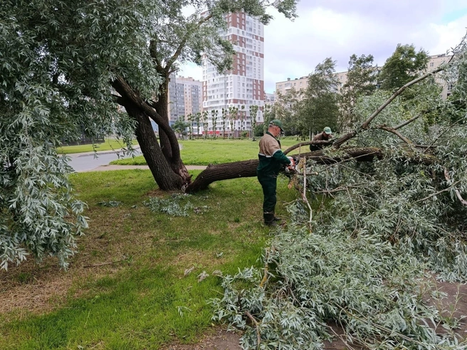 В Петербурге убирают последствия урагана. Его не выдержали 300 деревьев | Источник: Комитет по благоустройству Санкт-Петербурга