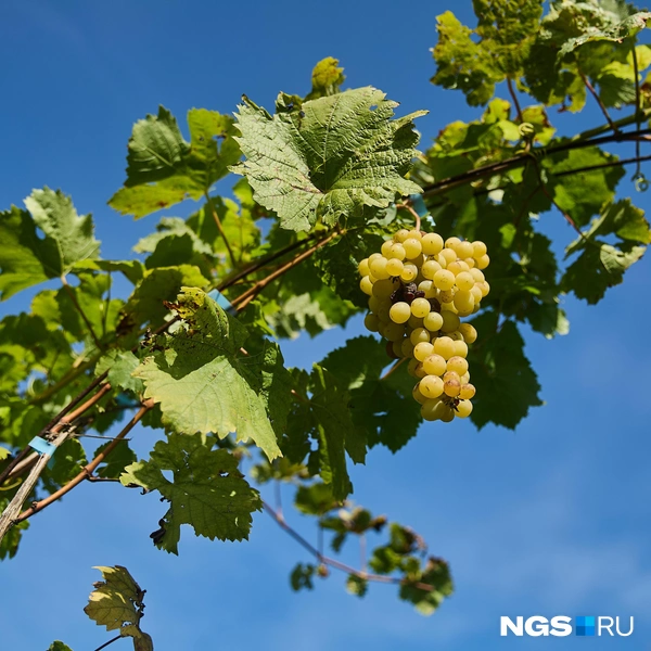 Виноград — это не только вкусно, но и красиво | Источник: Александр Ощепков / NGS.RU