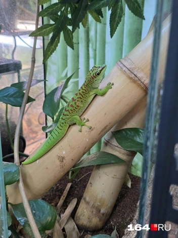 И такие | Источник: Семен Коротов-Майбах / 164.RU