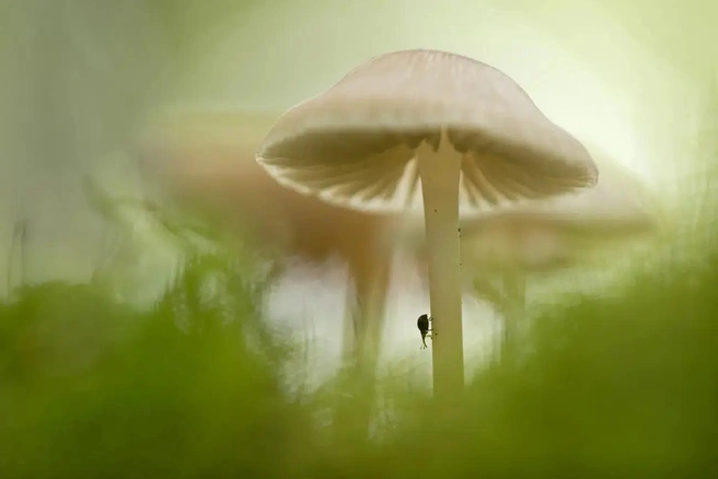 Источник: Christ Torsten / GDT Nature Photographer of the Year 2025