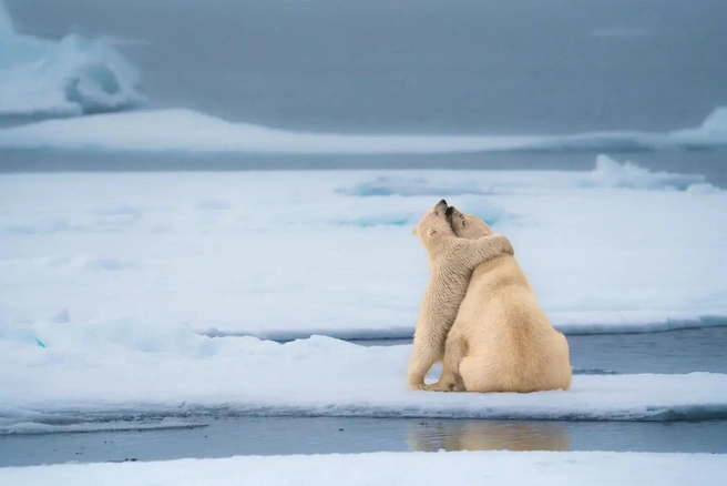 Источник: Michael Stavrakakis / www.comedywildlifephoto.com