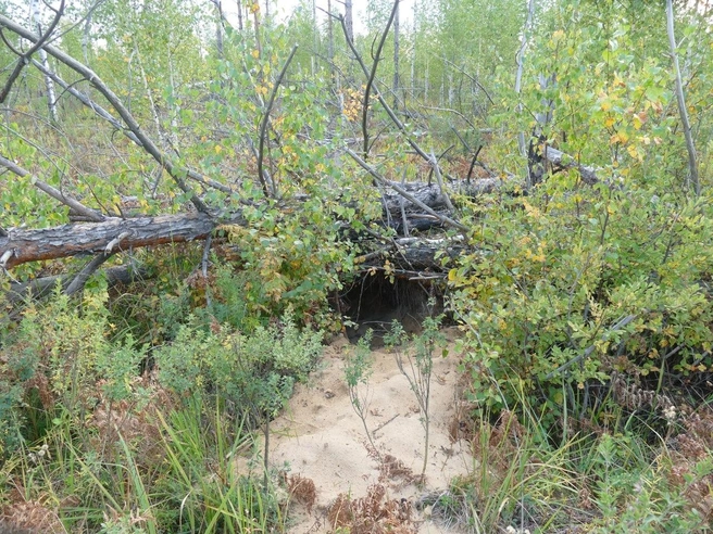 В качестве укрытия медведи нередко выбирают ямы | Источник: А. Е. Волков / Керженский заповедник