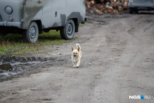 Под прицел могут попасть и домашние собаки на самовыгуле | Источник: Андрей Бортко / NGS.RU