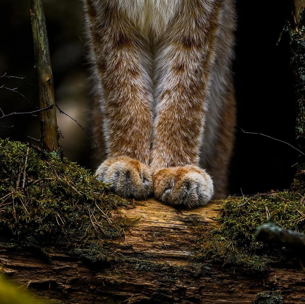 Внезапная рысь и милая летяга: полюбуйтесь на лучшие работы участников конкурса фотографий дикой природы Финляндии | Источник: Ossi Saarinen / Vuoden Luontokuva 2025