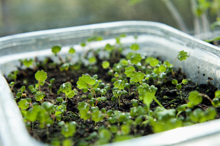 Как вырастить клубнику из семян: сроки, технология, посадка в грунт