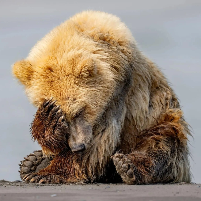 Источник: Charles Janson / www.comedywildlifephoto.com