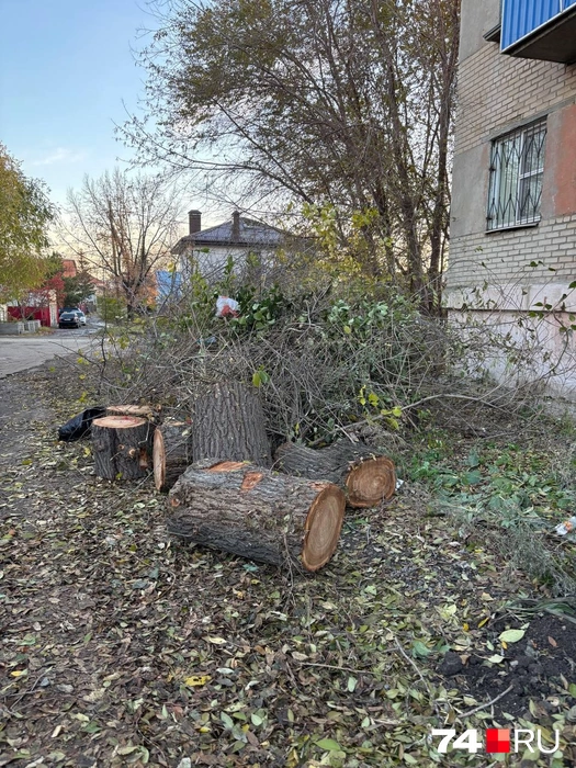 Челябинцы остались брошены без информации, как эти пни  | Источник: читатель 74.RU