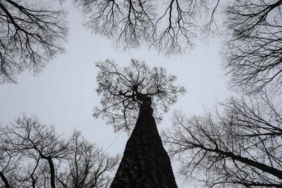 Fossilized Wood for 2.5 Million Rubles in Vladivostok