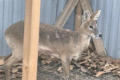 В приморском Центре «Тигр» спасают пострадавшего водяного оленя
