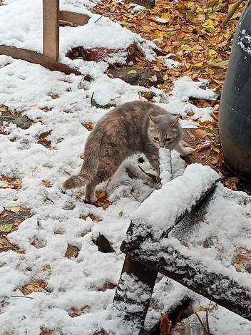 Часть питомцев уже стерилизовали | Источник: Счастливые подобрашки / «ВКонтакте»
