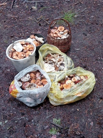 Забайкалец написал, что хотел насобирать только корзинку и ведерко | Источник: читатель «Чита.Ру»